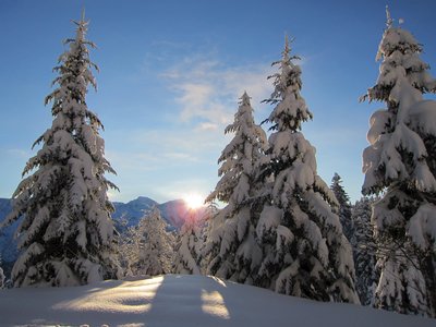 Winter in Germany with mid-range view of tall pine trees covered in snow and sun in background peaking over mountain casting golden light