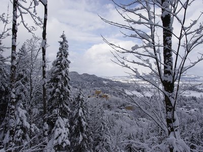 Snow-covered pine trees with German castle in far distance, Bavaria, Germany