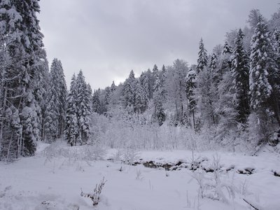 Pine trees covered in snow, Bavaria, Germany