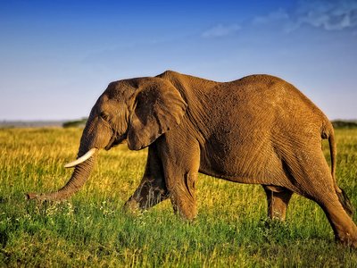 Huge African elephant bull in the Serengeti National Park, Tanzania, Africa
