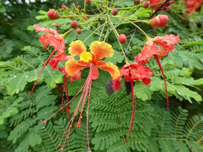 Pride of Barbados, vibrant red and yellow national flower of Barbados growing amidst green bushes, Barbados, North America