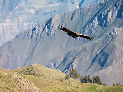 Condor flying near Cruz Del Condor viewpoint, Colca Canyon, Peru