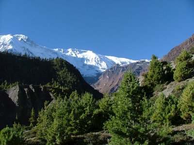Pine trees scattered on hillside with mountainous terrain and snow-covered mountains in far background with blue sky, Pokhara, Nepal