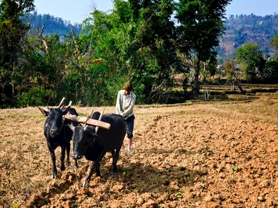 Farmer ploughing a field with two water buffalo in a rural landscape, Nepal