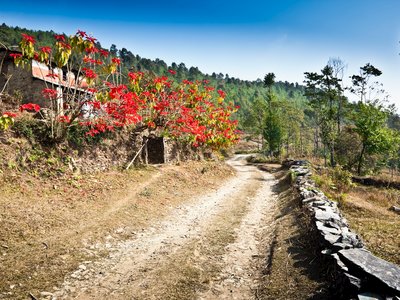 Vibrant red foliage beside a winding dirt path in a rural landscape, Nepal