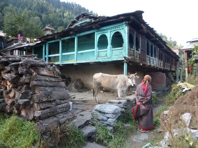 Local lady in traditional clothing walking down pathway next to bright blue raised house with cow in low-walled stone floor garden, India