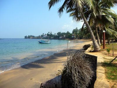 Palm trees hanging over small sandy beach with boat in distance, Sri Lanka, Asia