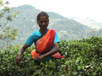 Lady in classic tea picking pose in tea plantation, Sri Lanka
