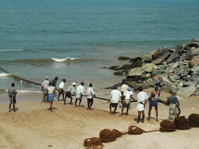 Group of local Sri Lankan men hauling in a fishing net on beach, Sri Lanka, Asia