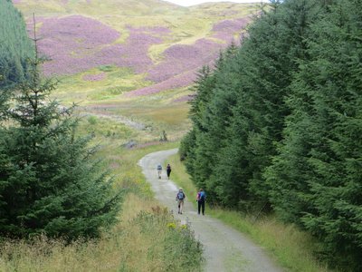Four people walking down path in distance with pine trees and purple wildflowers surrounding nearby, Lake District, Cumbria, UK