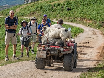 Walking group standing on side of path pleasantly surprised by dogs hitching ride on back of a man's quad bike as it passes by them, Picos De Europa, Spain