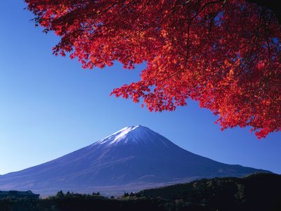 Autumn red leaf tree at Lake Kawaguchi with Mt Fuji in far distance with clear blue skies, Fujikawaguchiko, Japan