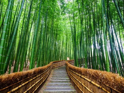Path to bamboo forest, Arashiyama, Kyoto, Japan