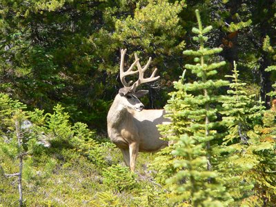 White-tailed stag deer standing behind pine trees on sunny day, Canada