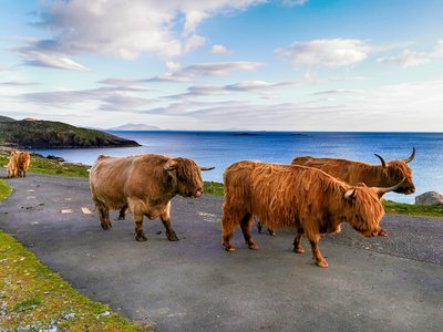 Small group of highland cows moving along road to Hushinish with blue sea in background, on the Isle of Harris in the Outer Hebrides of Scotland