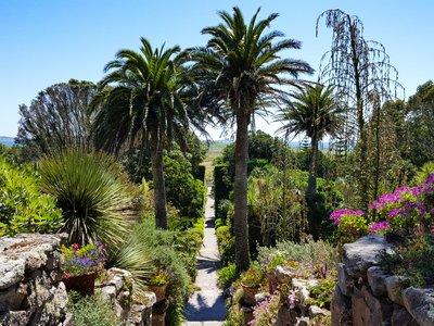Lush green palm trees and bushes growing along both sides of a white stone pathway in the middle of the frame and blue skies above at Tresco Abbey Garden, Tresco, Isles of Scilly, UK