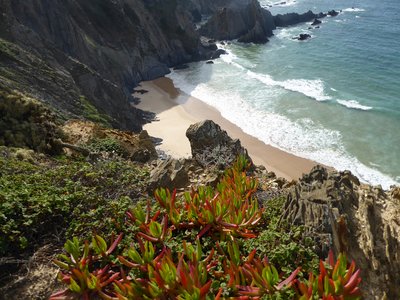 Wildflowers (Carpobrotus edulis leaves) growing on rocky cliff edge near beach in Portugal while on coastal walk with Ramble Worldwide