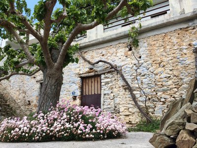 Karystos house with tree out front and pink flowers growing beneath, Greece