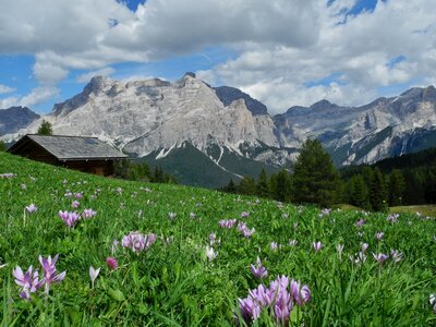 Wildflowers in the Dolomites with mountain backdrop, Italy