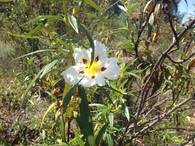 Closeup of a rockrose blossom Common Gum Cistus (Cistus ladanifer), Algarve, Portugal