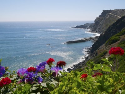 Red and purple wildflowers growing on coastal rock edge near Atlantic sea, Praia da Arrifana, Aljezur, Portugal