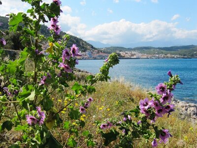 Purple tree mallow spring flowers of the Peloponnese, large peninsula in southern Greece