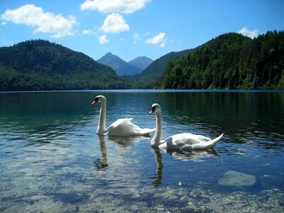 Two swans calmly swimming on lake on sunny day, Neuschwanstein, Germany