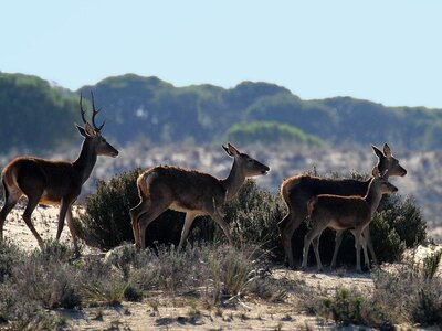 Group of deer in Donana national park, Spain