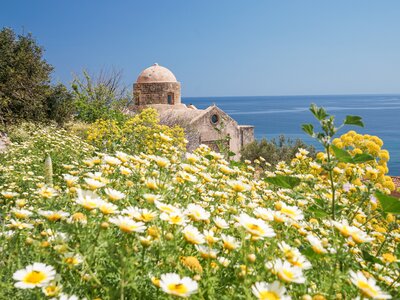 Large amount of Crown Daisy flowers blooming in spring in Monemvasia with view of sea, Peloponnese, Greece