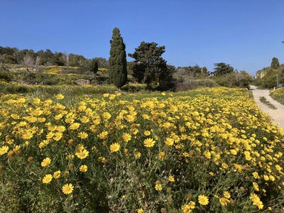 Yellow Crown Daisies (Glebionis coronarium) flowers growing wildly in abundance next to dirt footpath, Attard, Malta