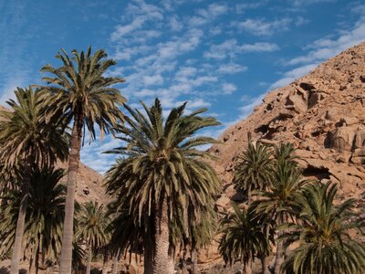 Palm trees and rocky hill close by with faint white popcorn clouds overhead in blue sky, Steve Rock, Fuerteventura, Canary Islands, Spain.jpg