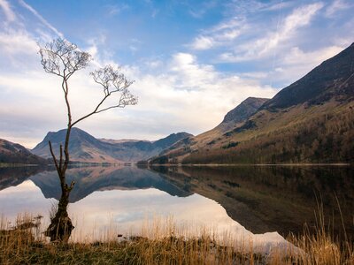 Lone Tree Buttermere Lake, Lake District