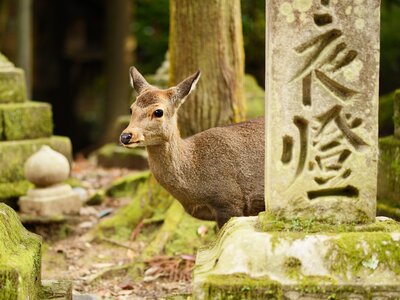 Deer partly hiding behind large cut stone block which has Japanese writing carved into it, Nara, Japan