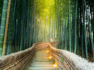 Lit stair pathway in Arashiyama Bamboo Forest with towering green bamboo on both sides, Kyoto, Japan