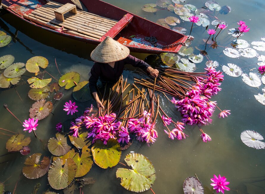 Lady in water of the Yen River, harvesting pink waterlily flowers with boat floating next to her, Ninh Binh, Vietnam, Asia