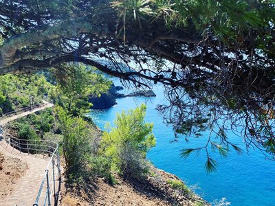 Winding coastal cobblestone walking pathway with pine trees growing alongside and overhead, Bonassola, Liguria, Italy