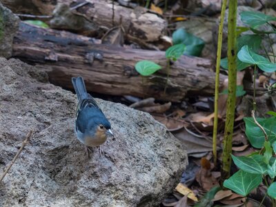 La Palma chaffinch, Fringilla coelebs palmae, Palman chaffinch male perched on stone at Laurel forest Laurisilva, lush subtropical rainforest at hiking trail Los Tilos, La Palma, Canary Islands, Spain