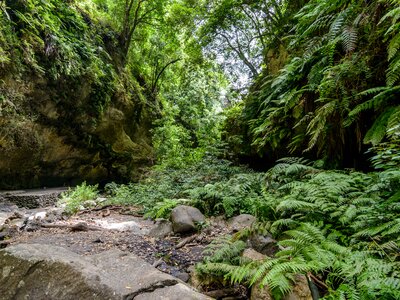 Ferns in laurisilva forest in La Palma, Canary islands, Spain