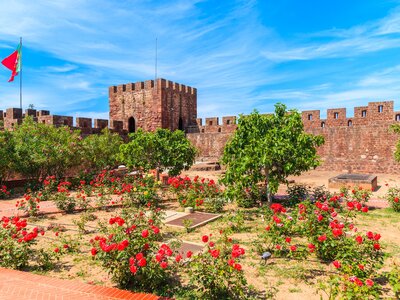 Roses blooming in gardens of Silves castle, Algarve region, Portugal