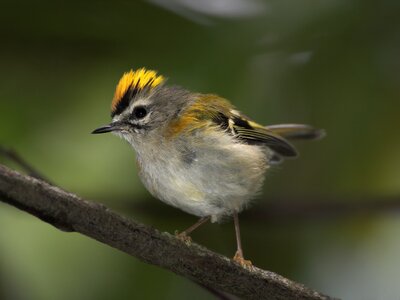 Regulus madeirensis, Madeira firecrest, small bird enedemic to Madeira island, perched on branch in Laurisilva of Madeira, Portugal