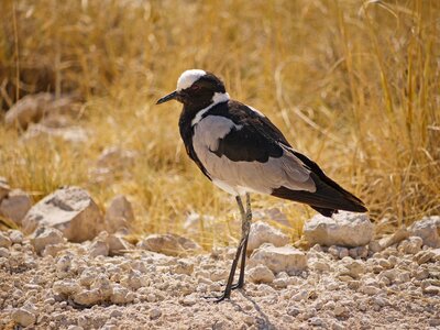 Black and white Blacksmith lapwing bird standing on white stones with long golden dry grass growing behind, South Africa
