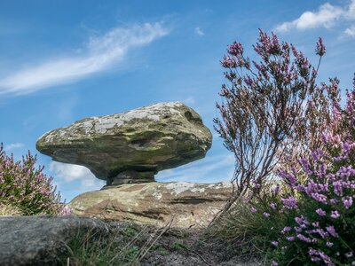 Mushroom Rock at brimham rocks North Yorkshire with pink flowers in foreground