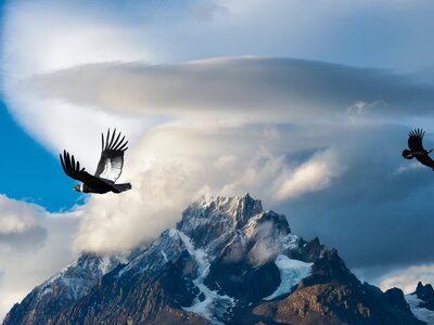 Andean Condor birds flying over mountains, Torres del Paine National Park, Chilean Patagonia, Chile