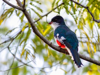 Endemic Cuban tocororo or Cuban trogan perched in the forest