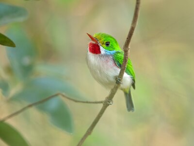 Vibrant lime green, red, and white Cuban Tody bird perched on branch, Cuba