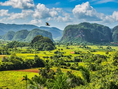 Bird flying over lush vibrant green Vinales valley consisting of palm trees, green fields, and green Sierra de los Órganos mountains in distance, Cuba