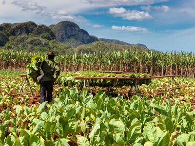 Farmer tending to crop in Vinales tobacco farm with green-covered mountains in distance, Cuba
