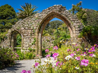 Arches of the old Abbey on Tresco with palm tree soaring behind and vibrant white and purple flowers in foreground, Isles of Scilly