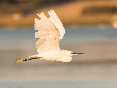 White Egret flying with golden sun glow casted over bird and environment, Isle of Wight