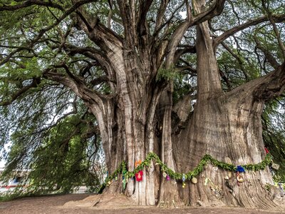 Tree of Tule in the town of Santa Maria del Tule in Oaxaca in southern Mexico